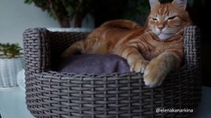 Лежанки из ротанга.