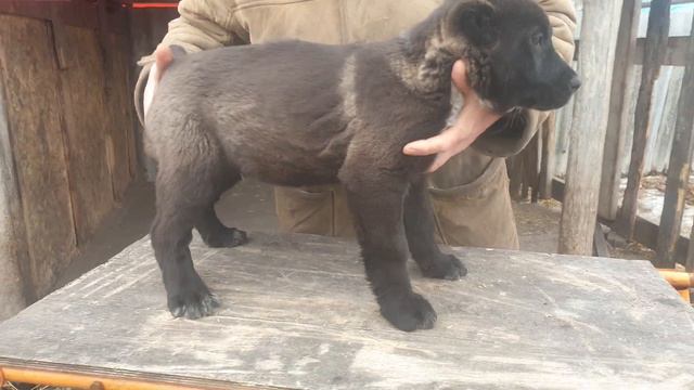 щенки алабая среднеазиатской овчарки из питомника Аз Марал продажа 89278137957вайбер ватсап смотреть онлайн