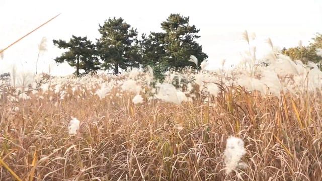 Осень 2019 в Южной Корее смотреть онлайн