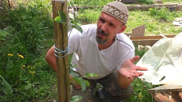 Июньские заботы - пчелы, индюки и огород смотреть онлайн