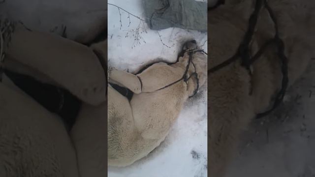 Вот такие люди тоже есть страдания животных как вам смотреть онлайн