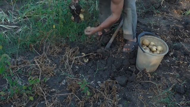 Копаем картошку, посаженную по новому ... смотреть онлайн