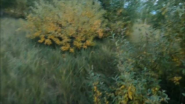 Гон лося.Учусь манить. Бык подошёл на 50 метров. Rut of moose.A trophy bull.Der Elch. Trophäe Stier смотреть онлайн