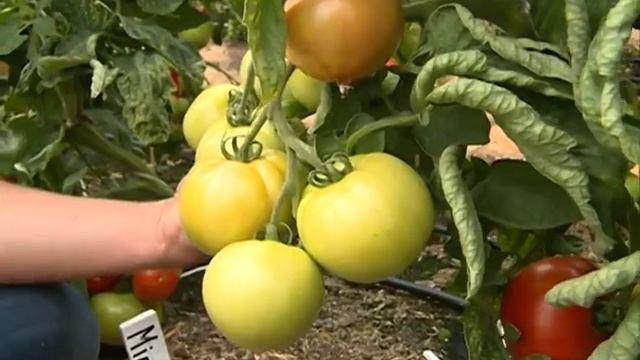 Томат Метелица для открытого грунта смотреть онлайн