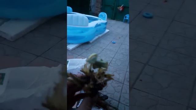 Отзыв  агромаркету