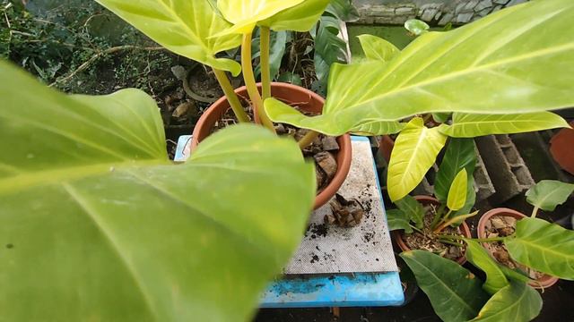 How To Propagate Golden Melinonii Philodendron, Potting Medium And Repotting