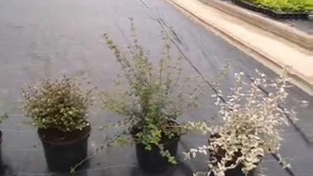 Collections - Myrtus смотреть онлайн