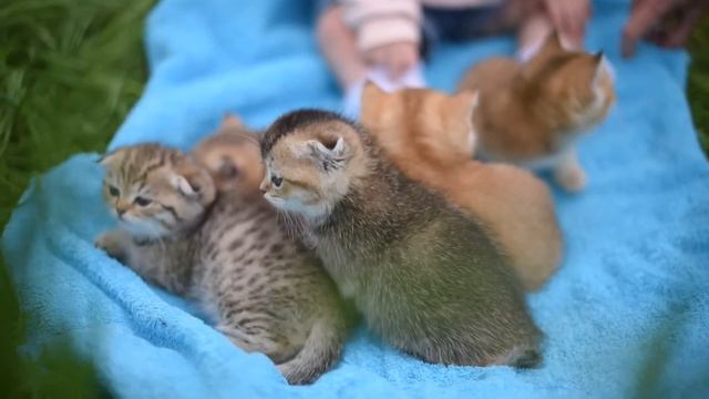 Котята на природе смотреть онлайн