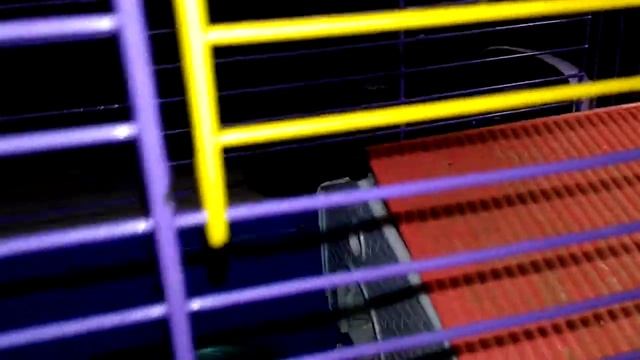 Как сделать домик для хомяка смотреть онлайн