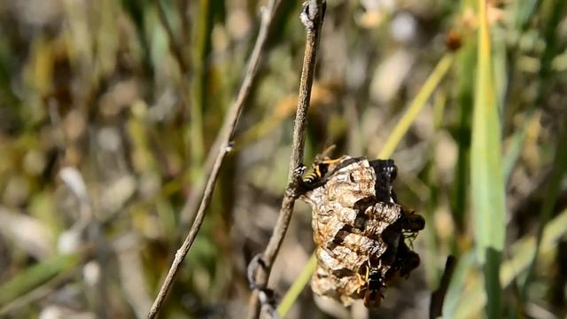 Английский для детей. Учим названия насекомых Learn Names of Insects. Insects Toys смотреть онлайн