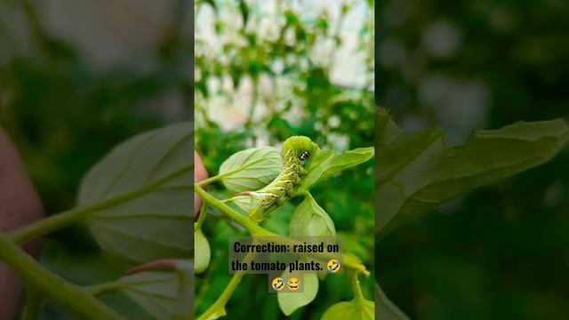 The tomato worm goes on auction. #tomato #worms ?? смотреть онлайн