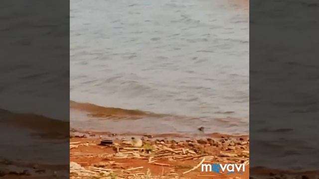 Отдых на Беловском водохранилище июнь. смотреть онлайн