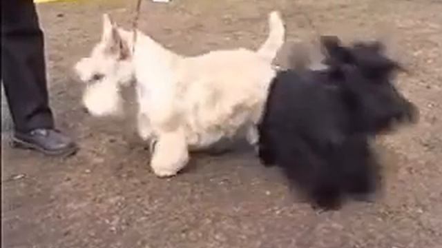 СКОТЧ-ТЕРЬЕР смотреть онлайн