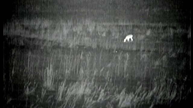 Pulsar Quantum HD50S Косули, Мышка смотреть онлайн