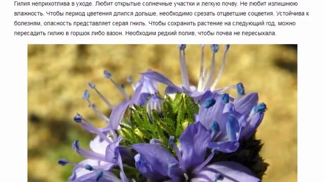 Гилия (Gilia) Красивые растения для дома и сада