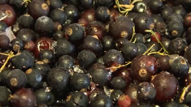 Цена качества. Спирулиновое мороженое смотреть онлайн