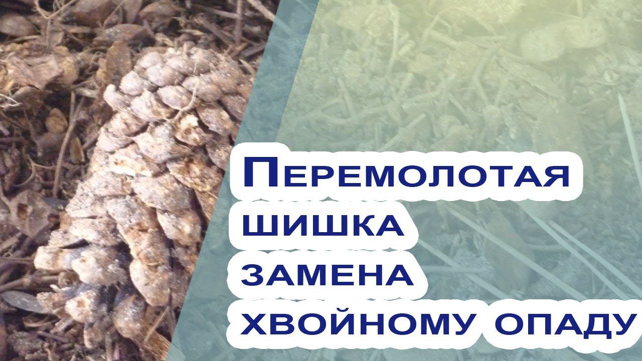 Хвойный опад и перемолотая шишка - мульчирование и удобрение для хвойных! смотреть онлайн