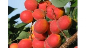 Зимостойкие сорта абрикоса для Подмосковья