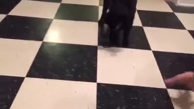 Самое любимое занятие кошки смотреть онлайн