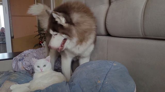 Как кошка с собакой. Немножко грустное видео! смотреть онлайн