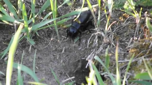 Полевой сверчок смотреть онлайн