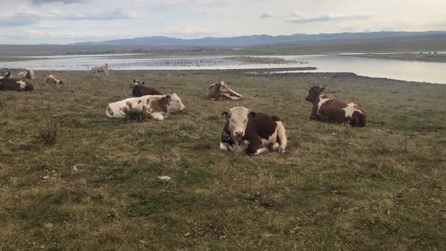Шестой месяц на пастбище . Бычки подросли хорошо ! смотреть онлайн