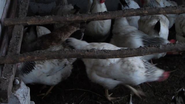 Межпородное скрещивание Адлерской Серебристой и Кучинской Юбилейной!Результатом довольна! смотреть онлайн