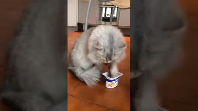Кот-тушканчик завтракает?? смотреть онлайн