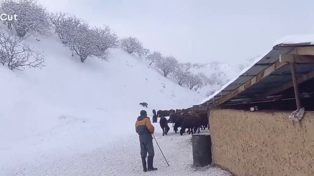Кашари Қурбонали смотреть онлайн