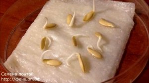 Посадка огурцов в теплице в июле