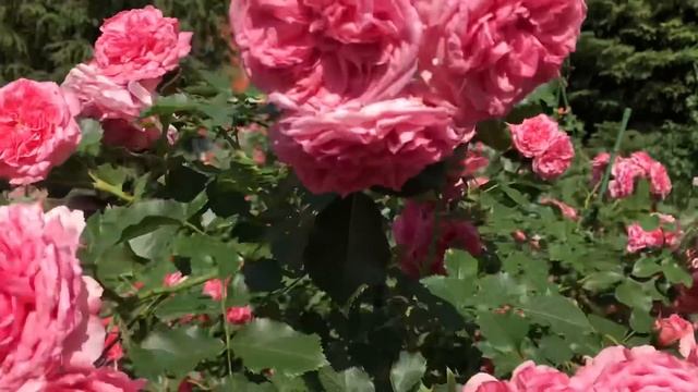 РОЗЫ. ВСЕ СЕКРЕТЫ, КАК ВЫРАЩИВАТЬ ТАКОЙ КРАСИВЫЙ ЦВЕТОК. смотреть онлайн