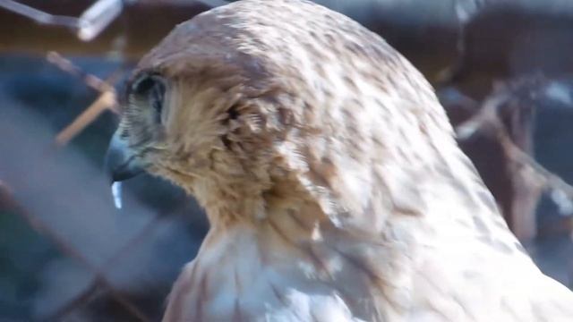 excellent zoom du PANASONIC LUMIX TZ55 смотреть онлайн