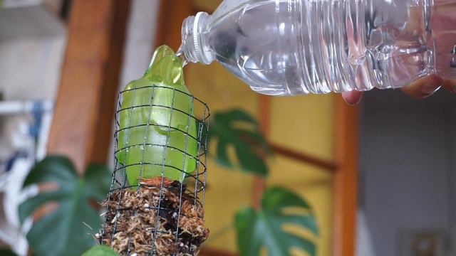 TUTO TUTEUR | FABRICATION DU TUTEUR JUNGLE EDEN POUR LES PLANTES GRIMPANTES | PHILODENDRON SYNGONIU смотреть онлайн