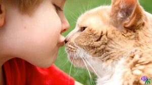 Котята учатся летать. Ребёнок выпустил погулять кота… с пятого этажа