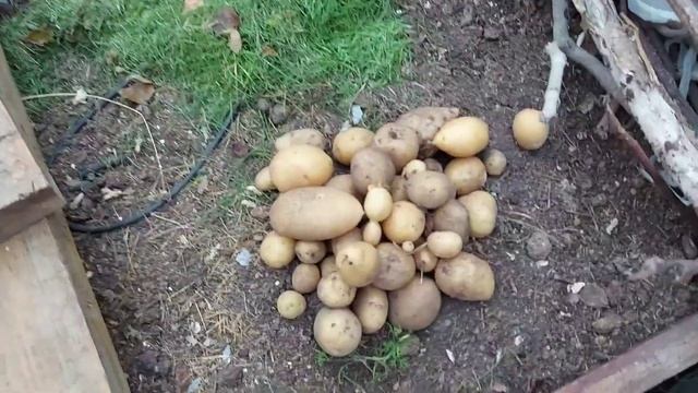 картошка из мешка, делаю так давно смотреть онлайн