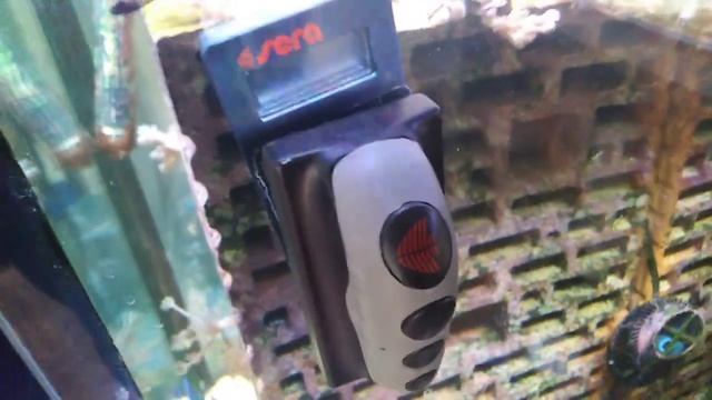 Чем лучше чистить стекла морского аквариума смотреть онлайн