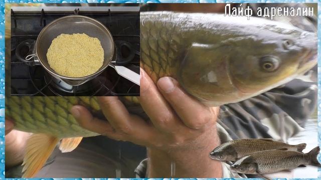 Белый амур чует такую прикормку за версту! Как сделать прикормку для белого амура? смотреть онлайн