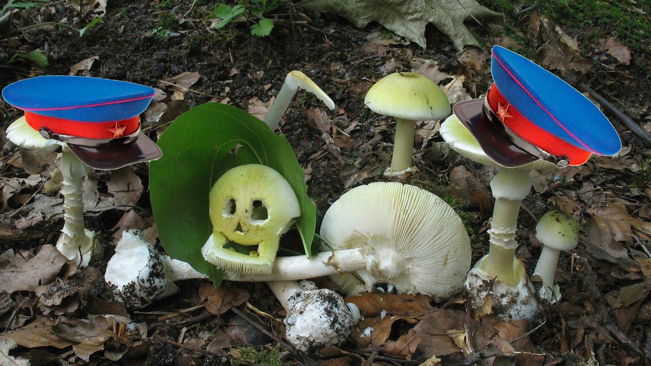 Чем травило врагов НКВД смотреть онлайн