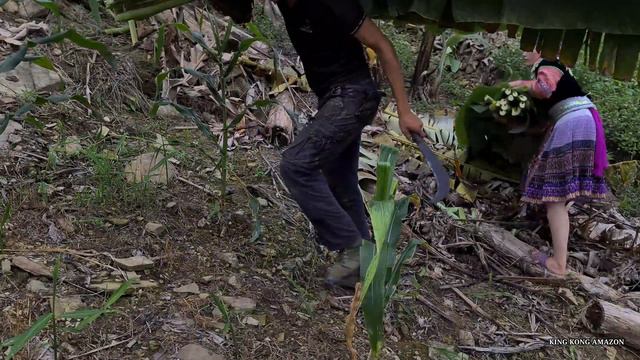 Vang Hoa And Zon Harvest Bananas For Wild Boar, Survival Instinct, Wilderness Alone , Ep 223