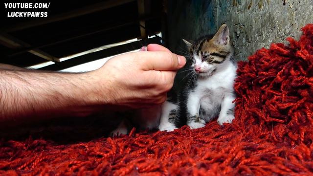 A Miracle Happened as Two Motherless Sick Kittens Waited to Go to the Rainbow Bridge 🌈 Episode 2 смотреть онлайн