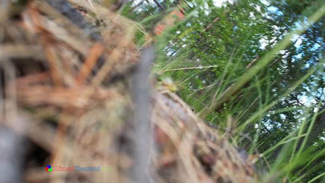 DJI падает с дерева смотреть онлайн