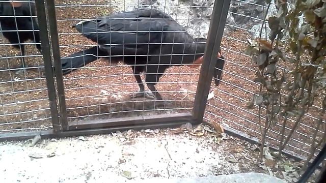 растерзание мышки смотреть онлайн