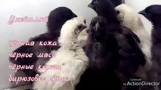 Ухейилюй и Китайская шелковая.