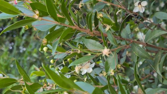 הדס מצוי פורח בגינה آس Myrtus communis in a garden смотреть онлайн