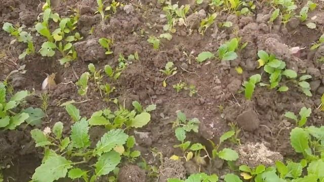 Посадка зимнего чеснока в сидераты. смотреть онлайн