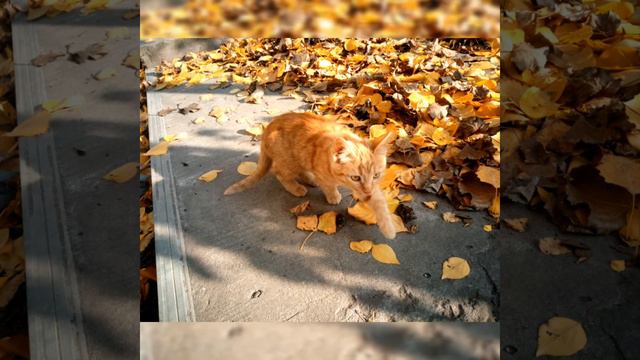 Осень. Коты и цветы. / Autumn. Cats and flowers. / Осінь. Коти і квіти. смотреть онлайн