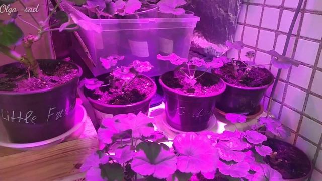 Зимнее содержание Пеларгоний и Фуксий в домашних условиях. Мои черенки. смотреть онлайн