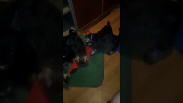 Щенки Цвергшнауцера черный с серебром и перец с солью. смотреть онлайн