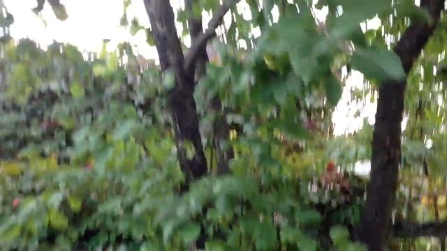 Монтбреция/ Тыквы/ Грядки моркови и тд/ Яблоки / Ежевика смотреть онлайн