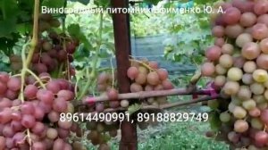 виноград Ливия